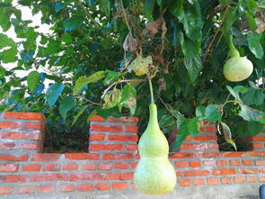 國(guó)慶放假去哪玩 寶豐生態(tài)園瓜果飄香等你來(lái)