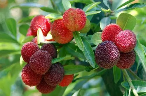 龍臺(tái)山生態(tài)園楊梅成熟，邀您共享采摘樂(lè)趣