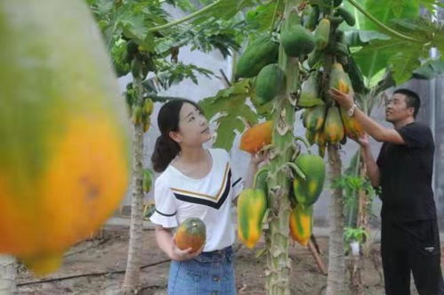 淄博淄川 山東欣澤順富硒生態園，南果北種繪就鄉村振興的‘硒’望畫卷