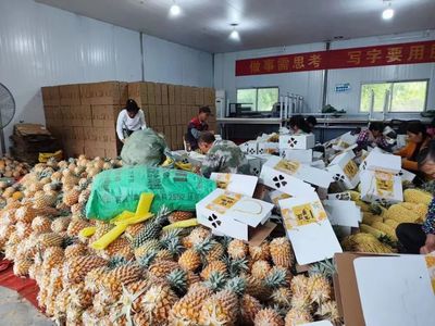 江南區(qū)手撕菠蘿 農(nóng)旅融合促增收 生態(tài)園引領(lǐng)新路徑