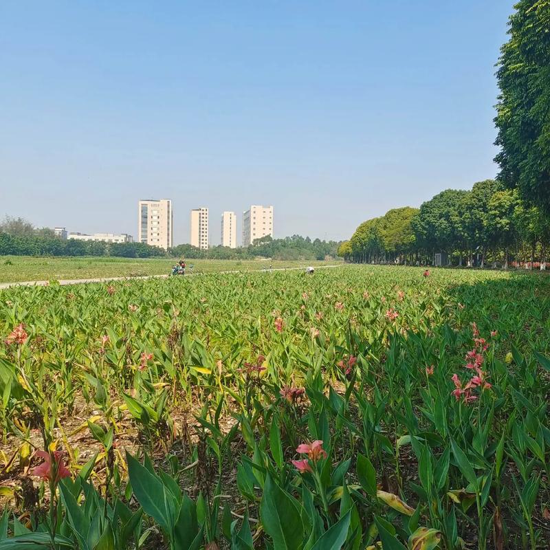 東莞生態園 都市綠肺，自然與科技交融的休閑勝地